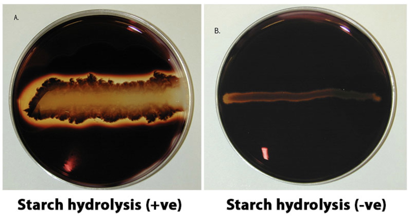 gelatin hydrolysis test positive bacteria